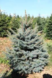 Sakupljanje i odvoz božićnih drvaca
